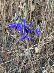 Conanthera bifolia