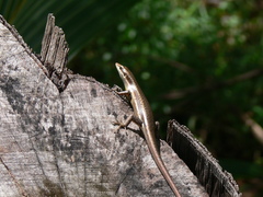 Trachylepis sechellensis