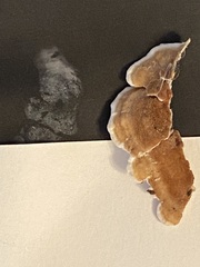 Gloeoporus dichrous