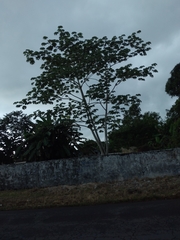 Cecropia peltata