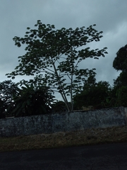 Cecropia peltata
