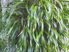 Aechmea tillandsioides