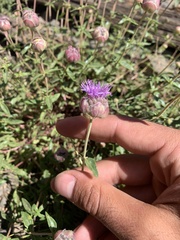 Monardella odoratissima