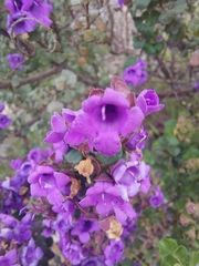 Prostanthera rotundifolia
