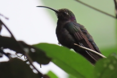 Campylopterus hemileucurus