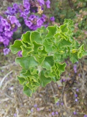 Prostanthera rotundifolia