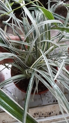 Ophiopogon jaburan