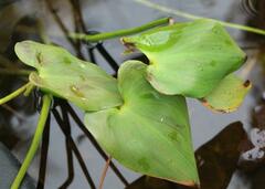 Pontederia cordata