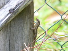 Trachylepis sechellensis
