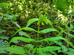 Hemidictyum marginatum