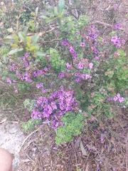 Prostanthera rotundifolia