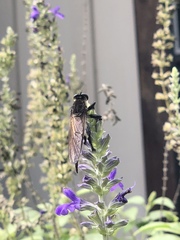 Promachus painteri
