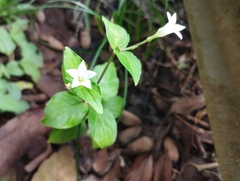 Spigelia humboldtiana