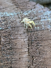 Hentzia mitrata