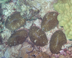 Lobactis scutaria