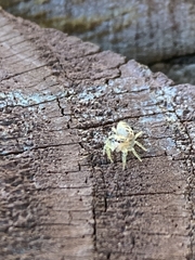 Hentzia mitrata