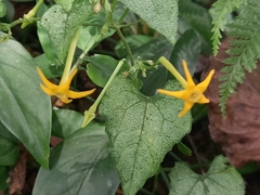 Rytidostylis gracilis