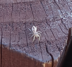 Hentzia mitrata
