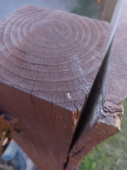 Hentzia mitrata