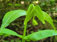 Hemidictyum marginatum