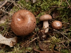 Lactarius affinis