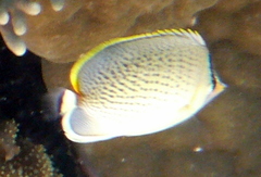Chaetodon guttatissimus