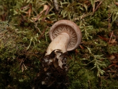 Lactarius affinis