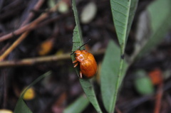 Podontia lutea