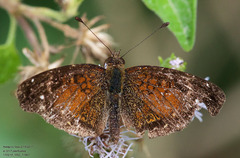 Anthanassa argentea