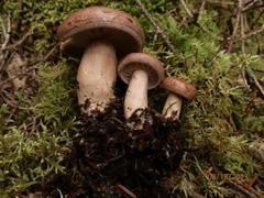 Lactarius affinis