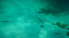 Myliobatis chilensis