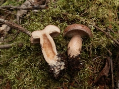 Lactarius affinis