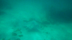 Myliobatis chilensis