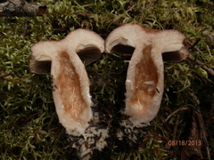 Lactarius affinis