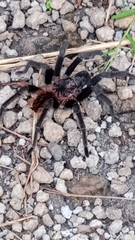 Theraphosinae
