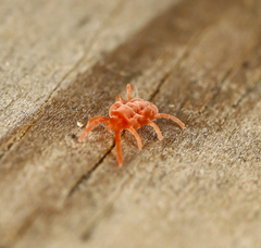 Trombidioidea
