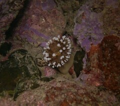 Telmatactis panamensis