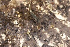 Ctenotus pulchellus