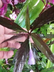 Strobilanthes auriculata