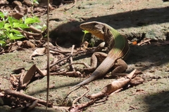 Ameiva praesignis