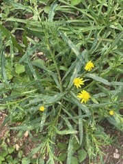 Senecio madagascariensis