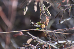 Phaedrotettix