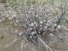 Eriogonum niveum