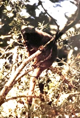 Eulemur rufifrons