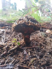 Pisolithus tinctorius