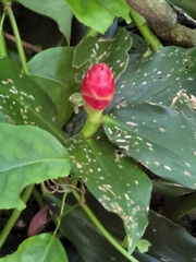 Costus woodsonii