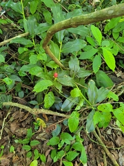 Costus woodsonii