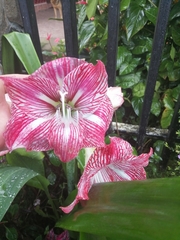 Hippeastrum hybridum