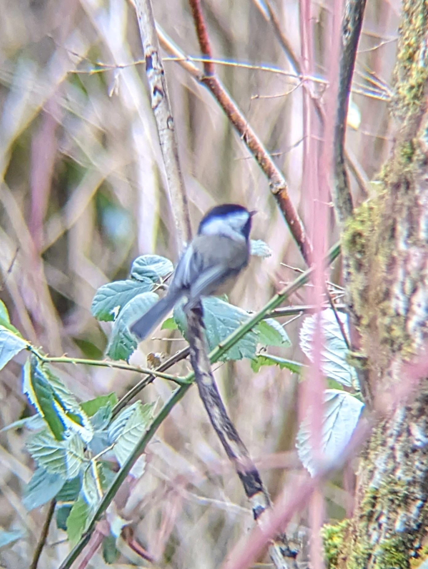 Black-capped Chickadee