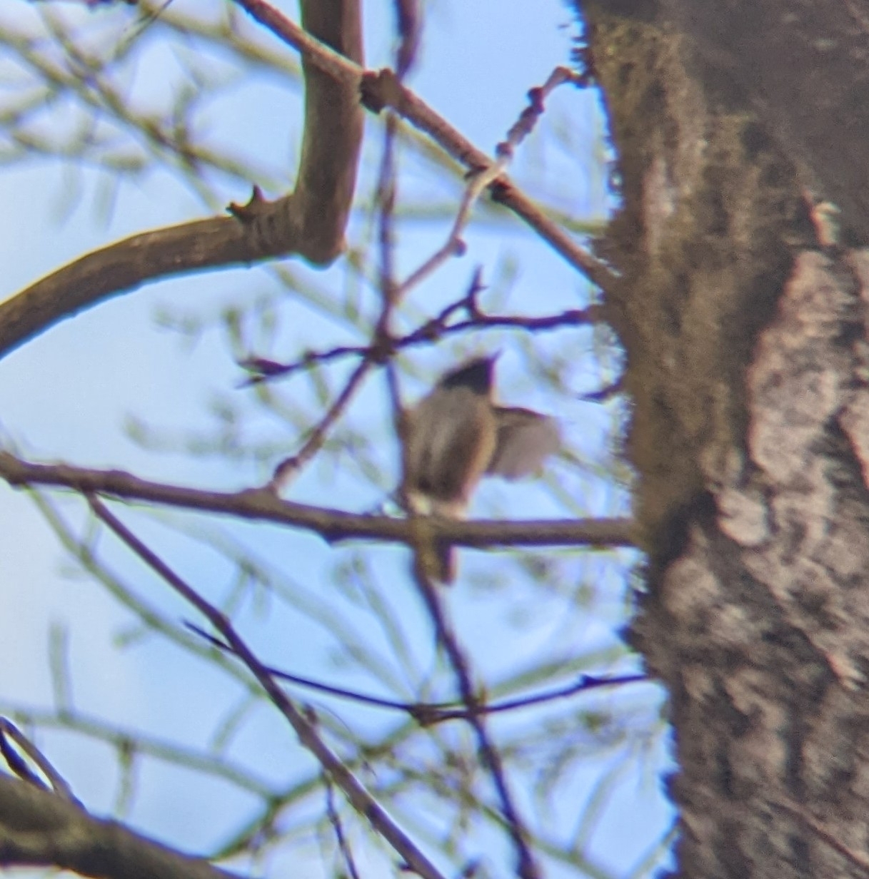 Black-capped Chickadee